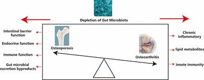 The Role of Depletion of Gut Microbiota in Osteoporosis and Osteoarthritis: A Narrative Review